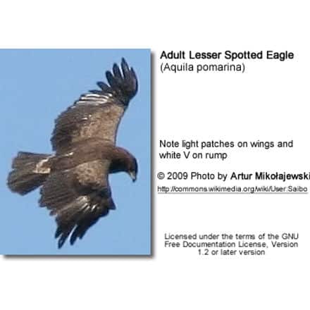 Adult Lesser Spotted Eagle