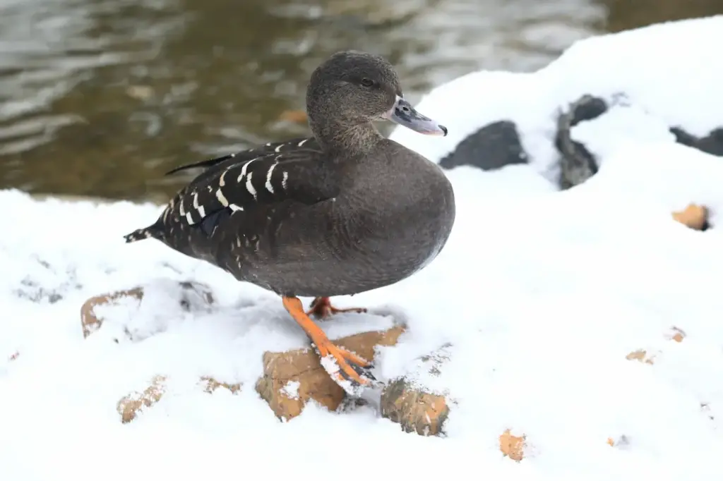 African Black Ducks on the Snow 