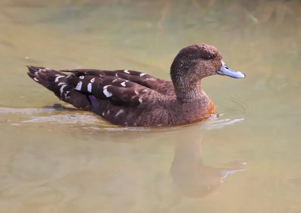African Black Ducks on the Water