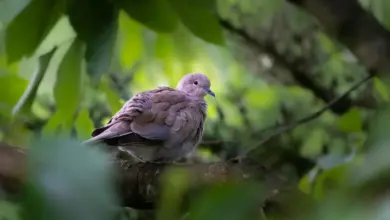 The African Collared Doves Perched On A Wood