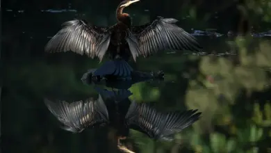 An African Darter spreads its wings to dry over the water.
