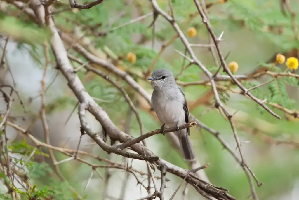 African Dusky Flycatcher Perched in Tree