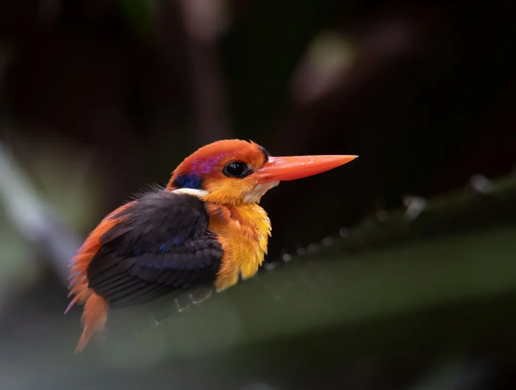 African Dwarf Kingfishers