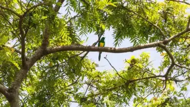 African Emerald Cuckoos In The Tree