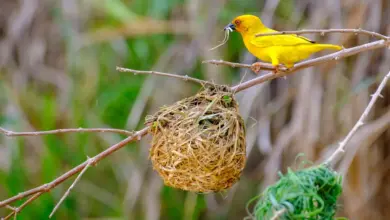 The African Golden Weaver Building Nest