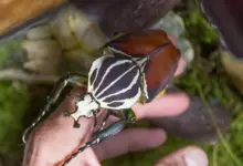 African Goliath Beetle