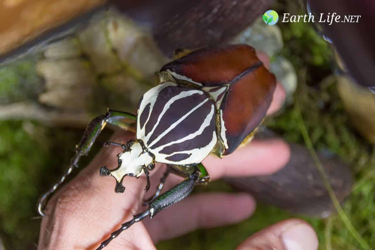 African Goliath Beetle (Goliathus) On A Hand