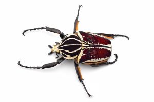 African Goliath Beetle Top View