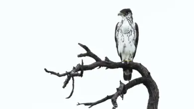 An African Hawk Eagle sitting on a branch.