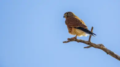 A Bird Perched on top of a Tree African Kestrels