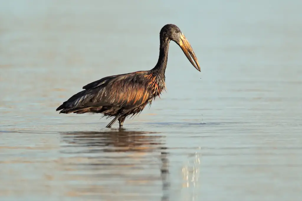 African Openbill Stork Standing In The Water