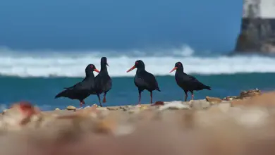 A group of African oystercatchers is gathering to search for food on the shore.