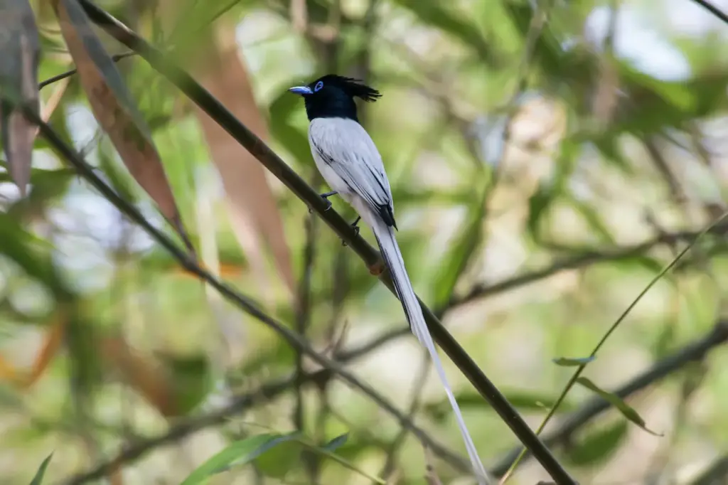 The African Paradise Flycatcher On The Tree