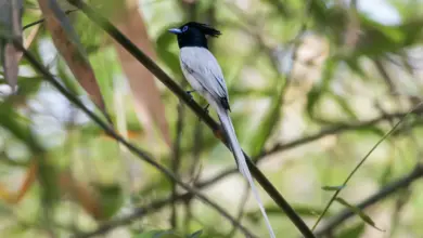 The African Paradise Flycatcher On The Tree