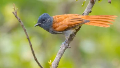 African Paradise Flycatchers