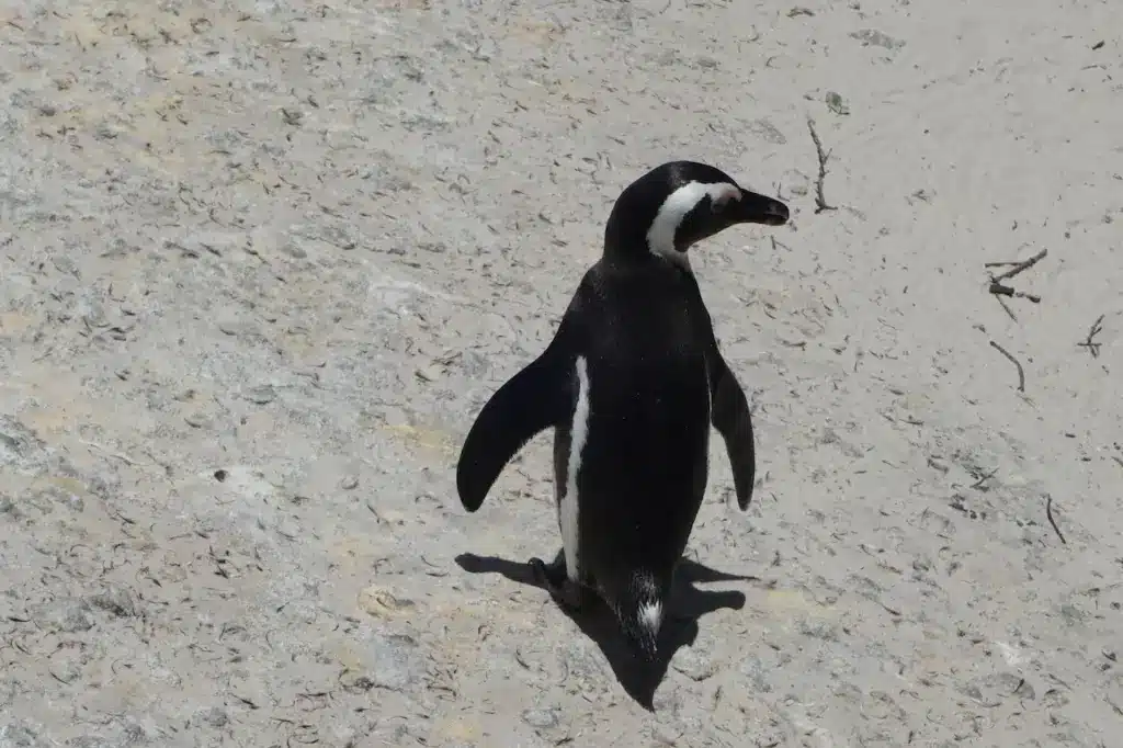 The African Penguin Standing Alone