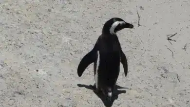 The African Penguin Standing Alone