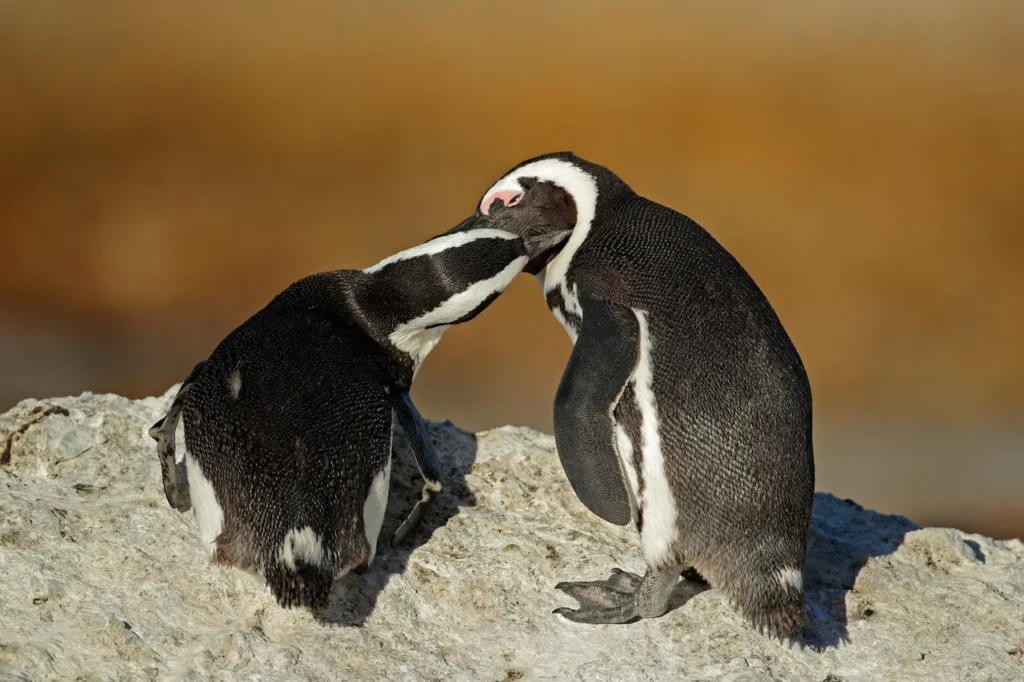 African Penguins 