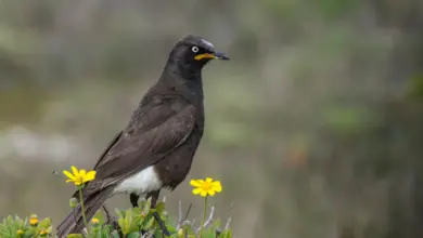African Pied Starlings Perched on a Bush With Flower