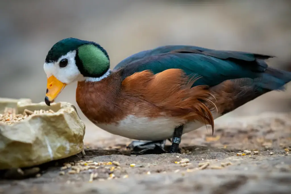 African Pygmy Geese Eating 
