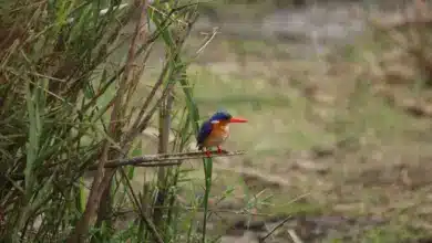 An African Pygmy Kingfisher