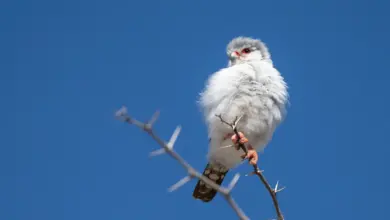 The African Pygmy-falcon Perching on Tree