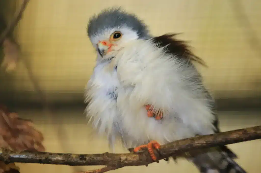 African Pygmy-falcons