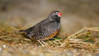African Quailfinches Resting on the Ground