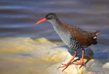 African Rails