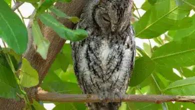 Closeup Image of African Scops Owls in The Tree