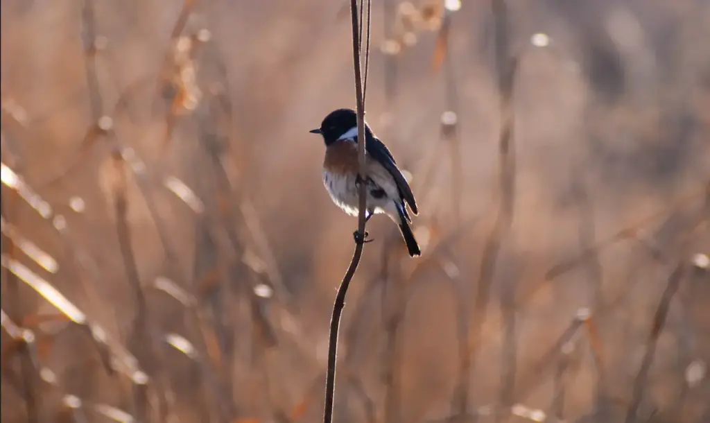 A African Stonechat on the Tree Branch