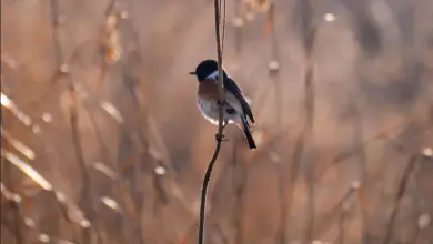 A African Stonechat on the Tree Branch
