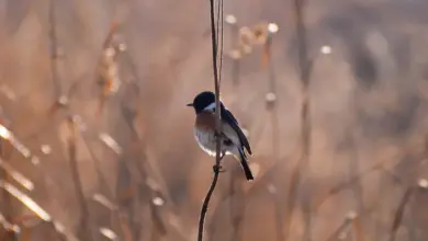 The African Stonechat On The Tree Branch