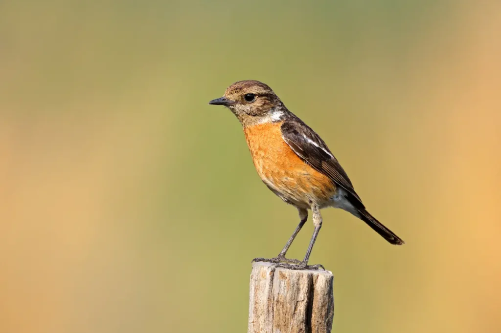 African Stonechats on a Tree Branch 