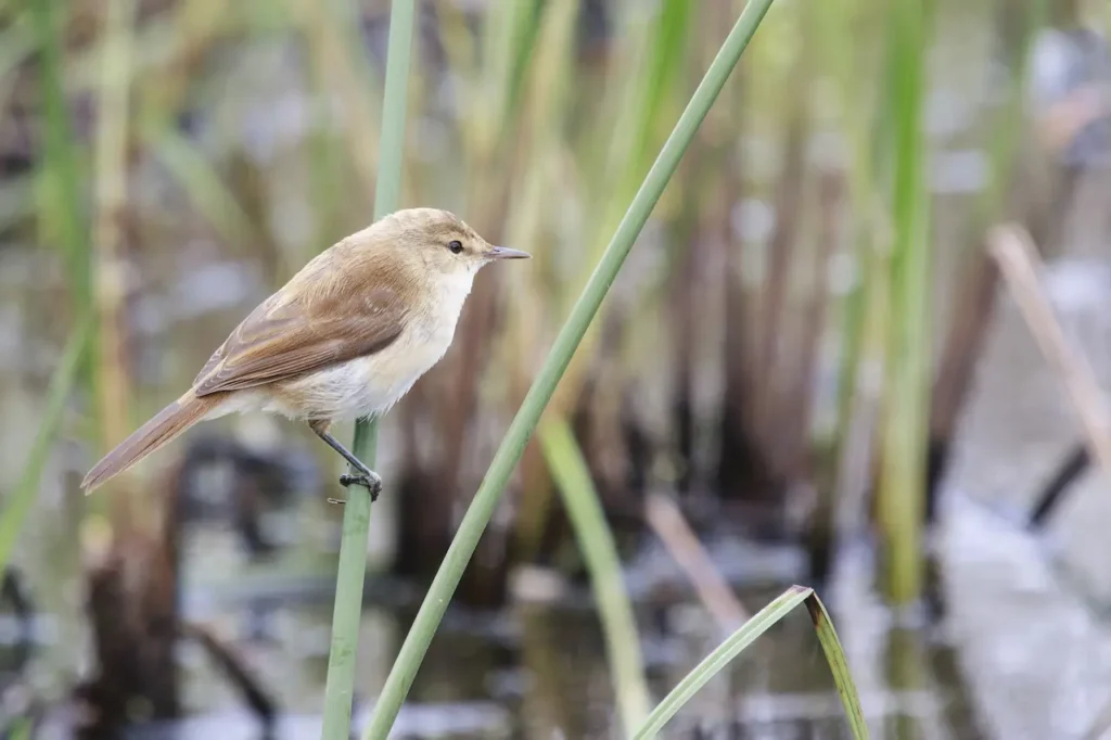 African Warblers Perched on a Green Leaves 