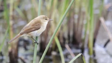 African Warblers Perched on a Green Leaves
