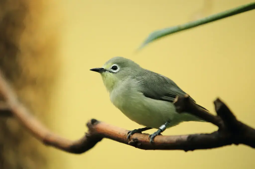 African Yellow White-eyes on a Branch