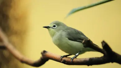 African Yellow White-eyes on a Branch
