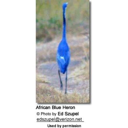 African blue heron