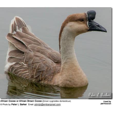 African Goose or African Brown Goose (Anser cygnoides domesticus)