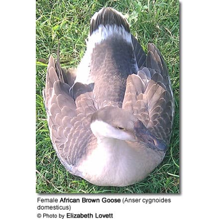 brown african goose male