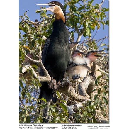 African Darter on nest - adult with chicks