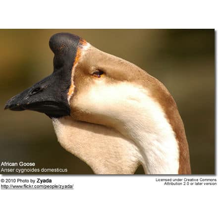African Goose (Anser cygnoides domesticus)