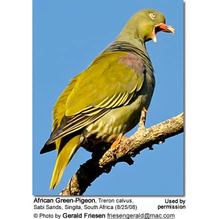 African Green-Pigeon, Treron calvus, Sabi Sands, Singita, South Africa (8/25/08)