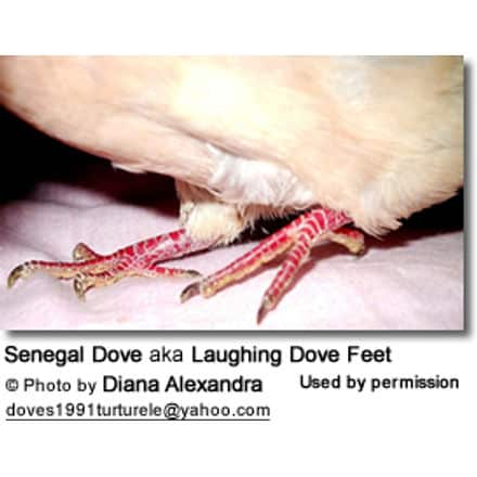 Senegal Dove aka Laughing Dove Feet
