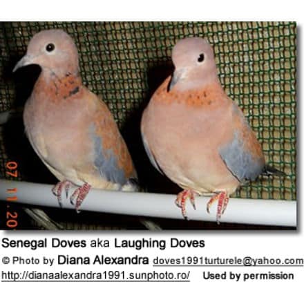 Pair of African Laughing Doves