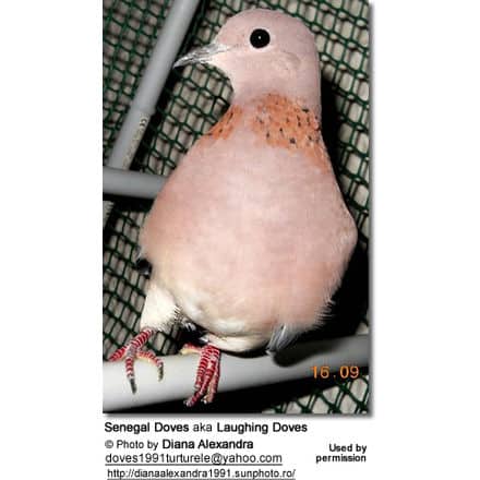 African Laughing Dove