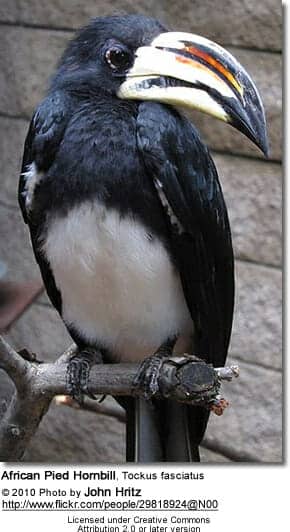 African Pied Hornbill, Tockus fasciatus