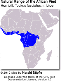 Natural Range of the African Pied Hornbill, Tockus fasciatus, in blue