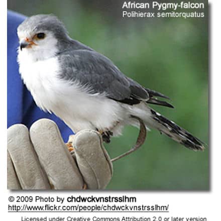 African Pygmy Falcon - Polihierax semitorquatus